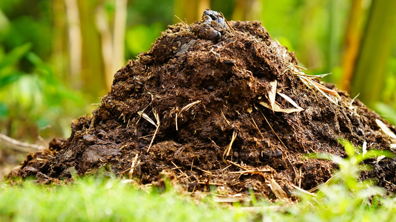 गोबर खाद (Dung Manure) category