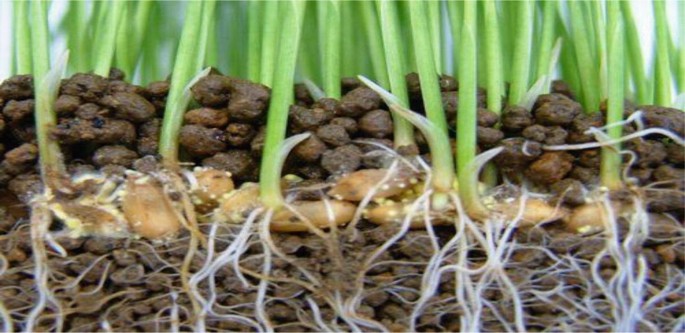 फंगल जैव उर्वरक (Fungal Bio Fertilizers) category
