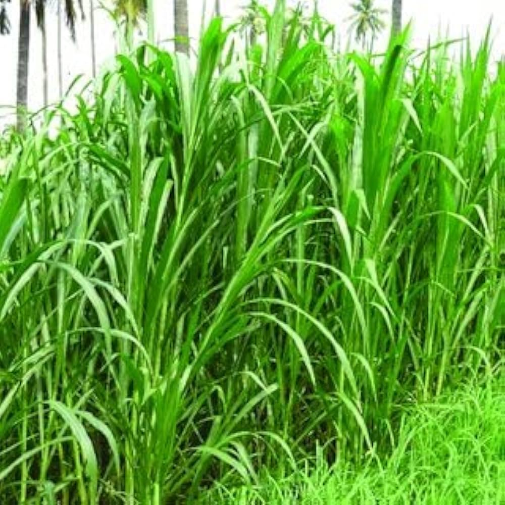 हरा चारा (Green Fodder) category