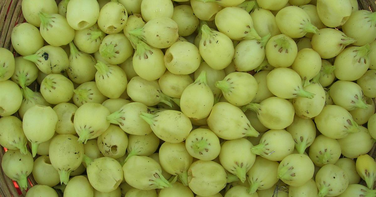महुआ उत्पाद (Mahua Products) category
