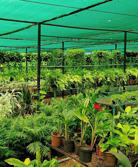 नर्सरी पौधे (Nursery Plants) category