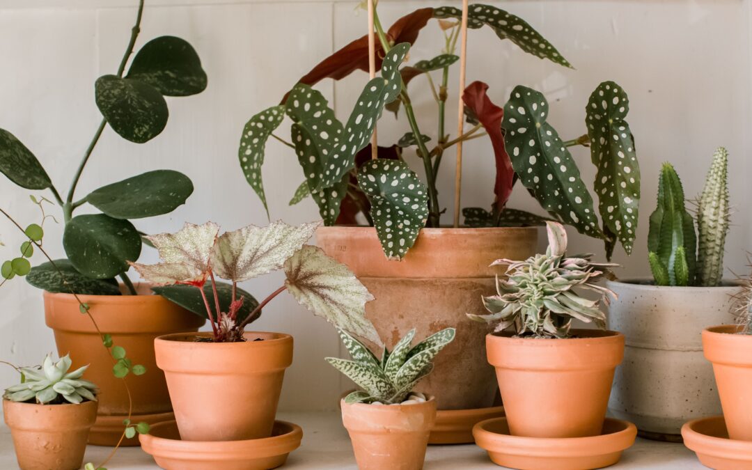 सजावटी पौधे (Ornamental Plants) category