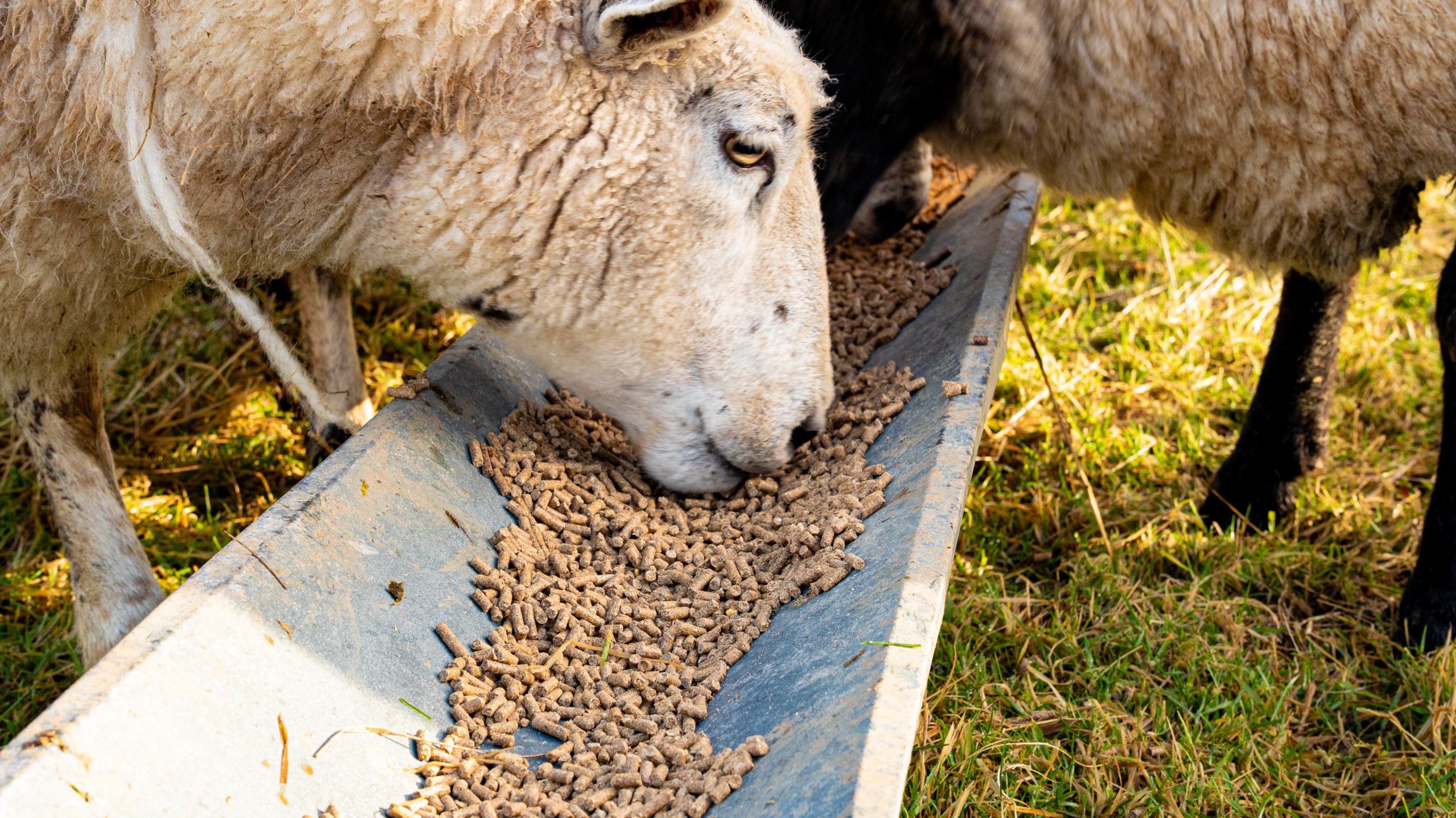 भेड़ आहार (Sheep Feed) category