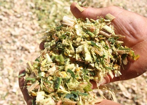 साइलेंज (Silage) category