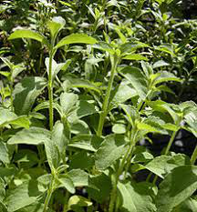 Stevia (Sweet Leaf)