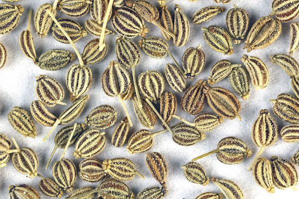 Ajwain (Carom Seed)
