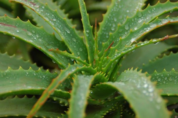 Aloe Vera - Medicinal