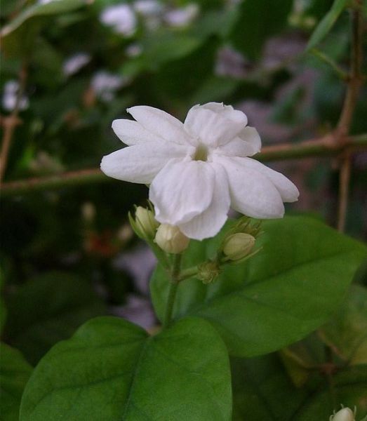 Flower: Arabian Jasmine
