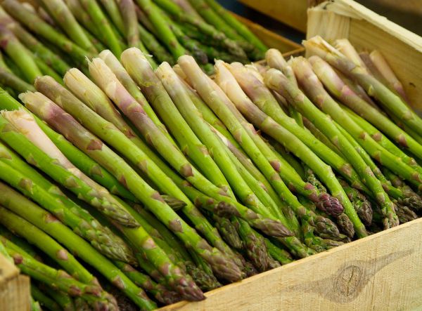 Asparagus - Vegetable