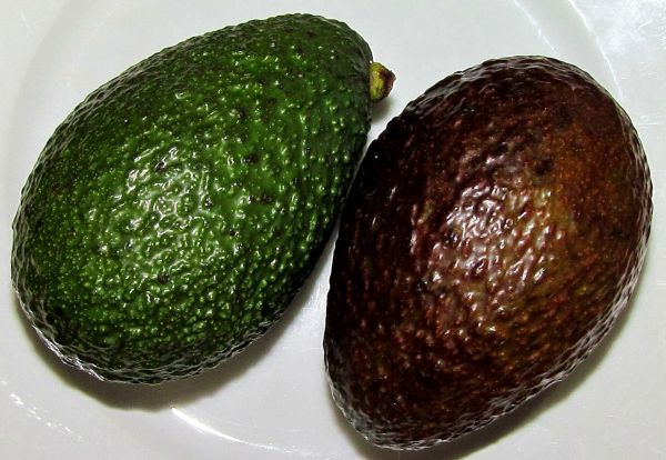 Avacado - Vegetable