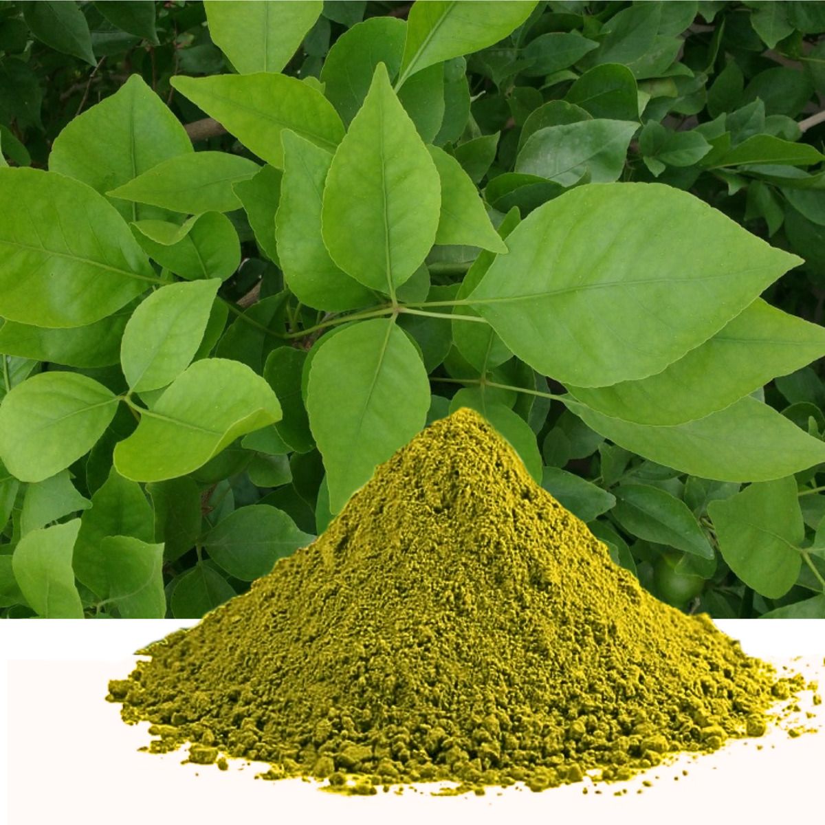 Bael Leaf Powder