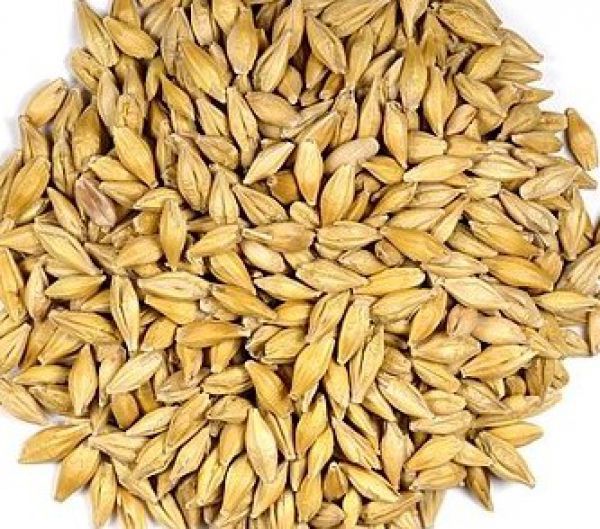 Barley