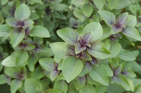 Basil - Medicinal - Medicinal