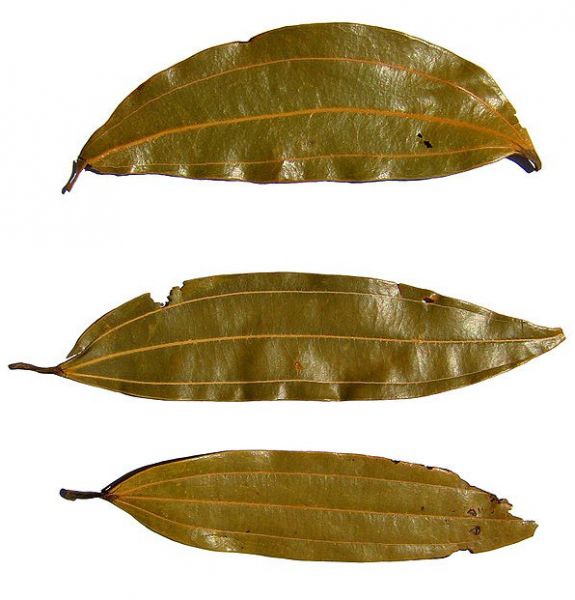 Bay Leaf