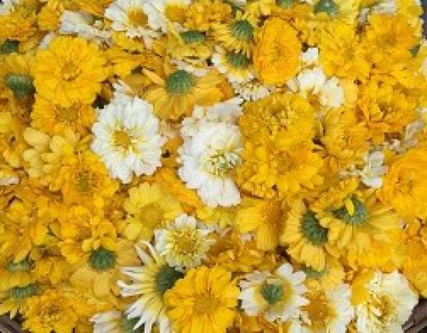 Flower: Bijli (Shevanti)