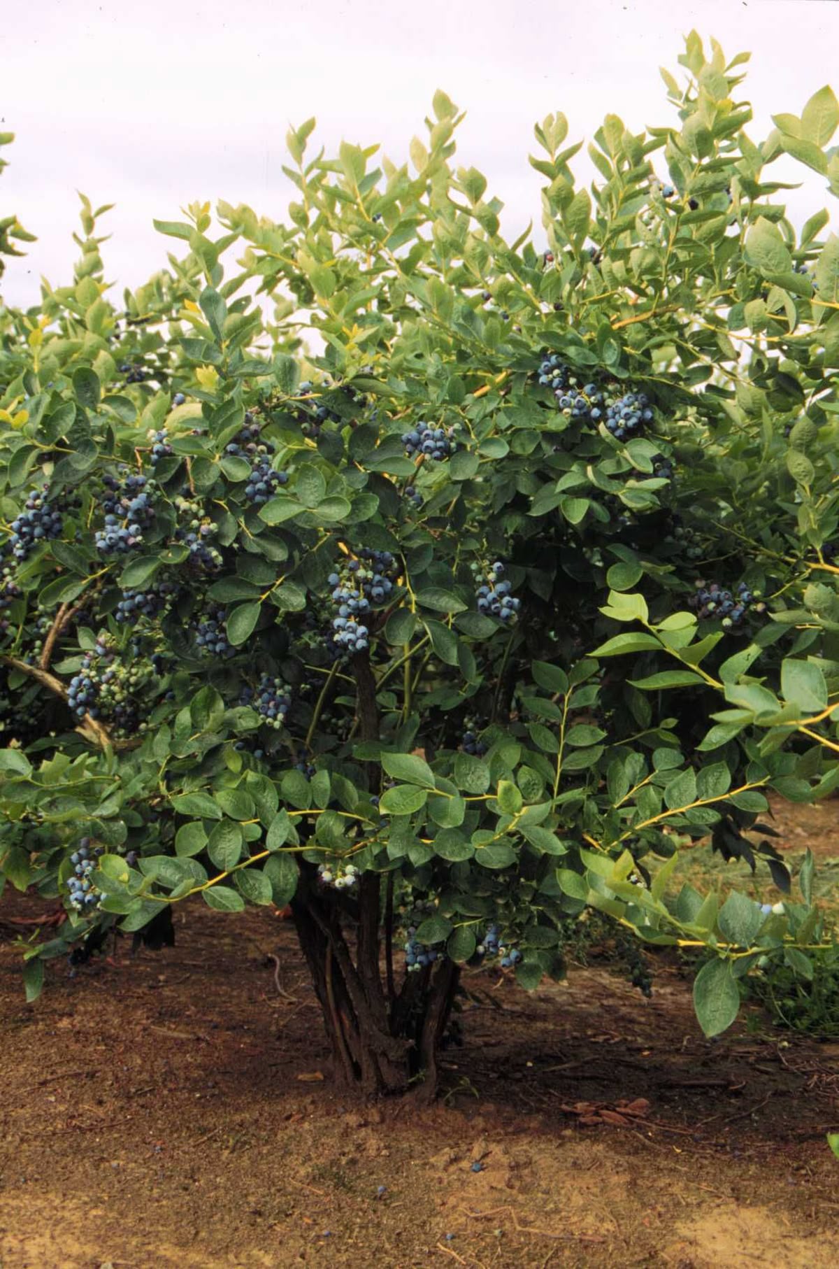 Blueberry Nut Plant