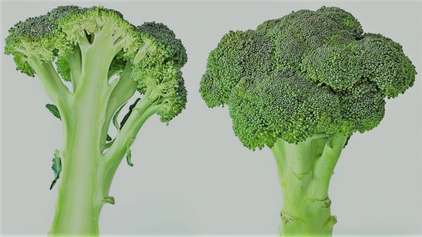 Broccoli - Vegetable