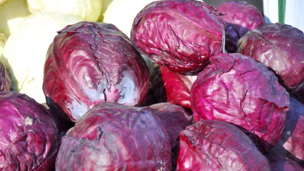 Cabbage - Red