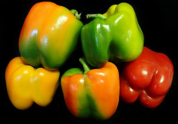 Capsicum