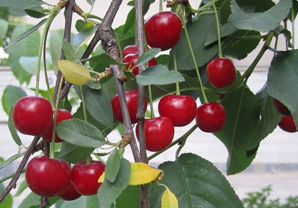 Cherry – Fruit
