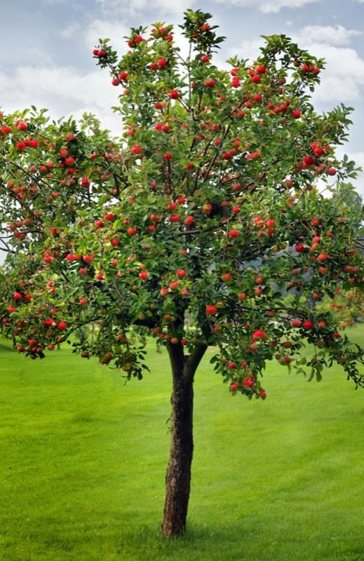 Cherry Plant