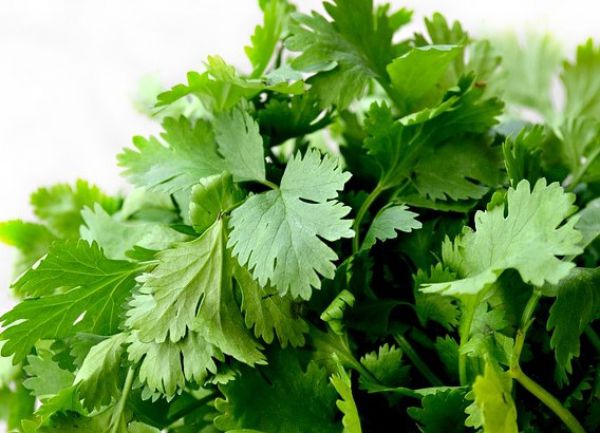 Coriander Leaves