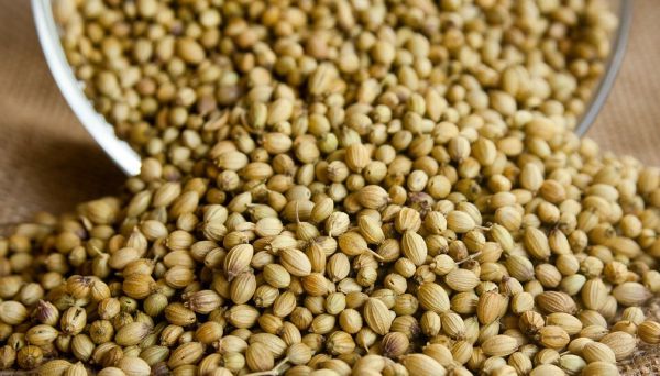 Coriander Seeds - Spice