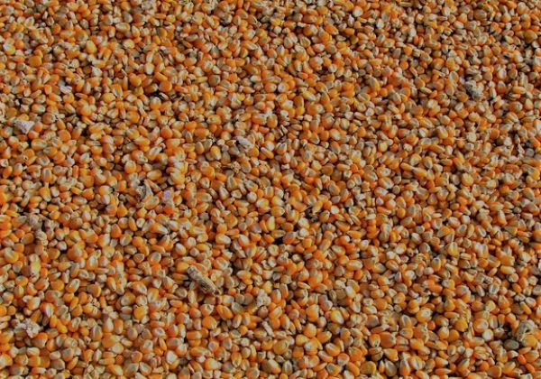 Corn (Maize) - Grain