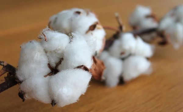 Cotton - Fibre Crop