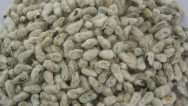 Cotton - Seeds