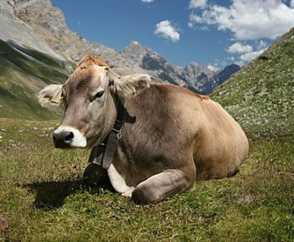 Cow