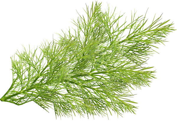 Fennel - Leaves