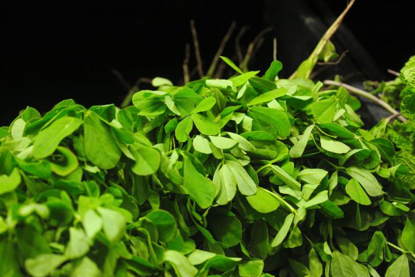 Fenugreek - Leaves