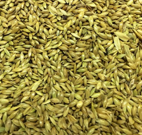 Flaxseed - Green - Oil Crop / Grain