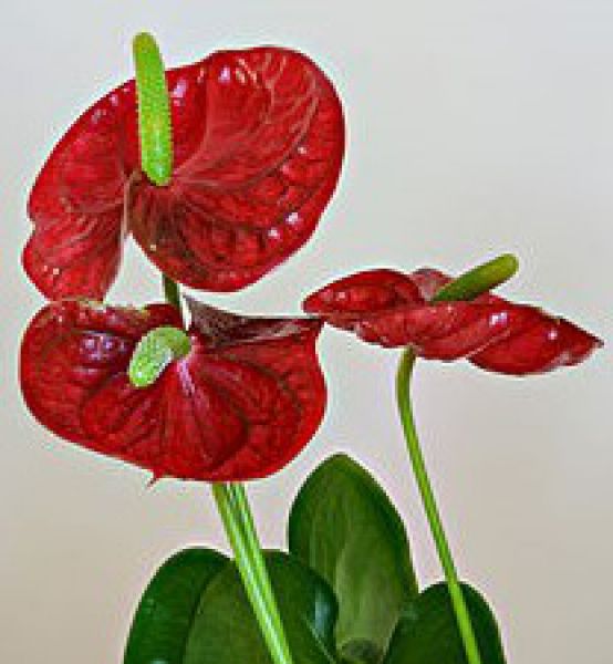 Flower: Anthurium