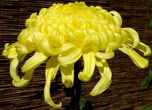 Flower: Chrysanthemum