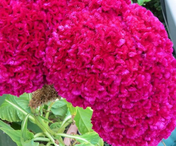 Flower: Cockscomb