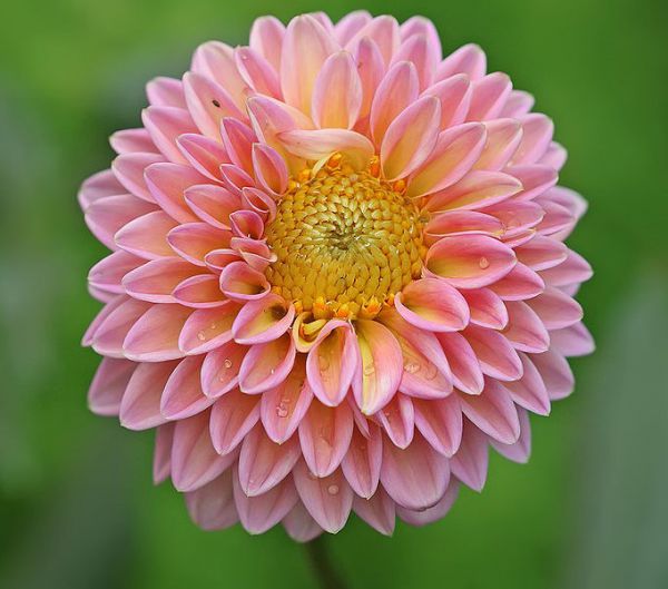 Flower: Dahlia