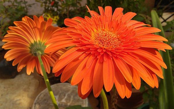 Flower: Gerbera