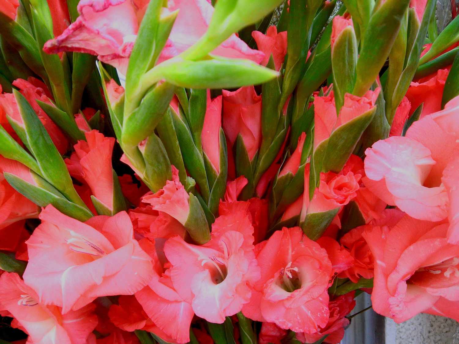 Flower: Gladioluscutflower