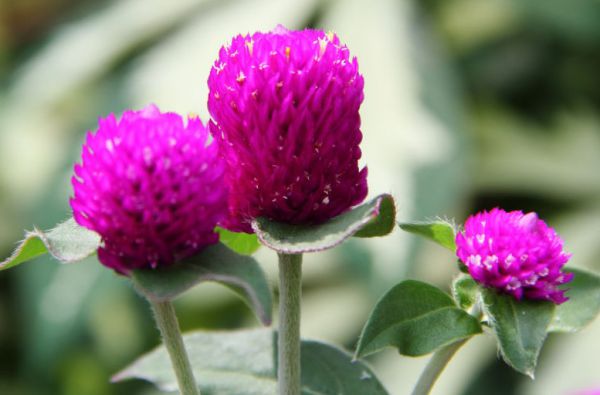 Flower: Globe Amaranth