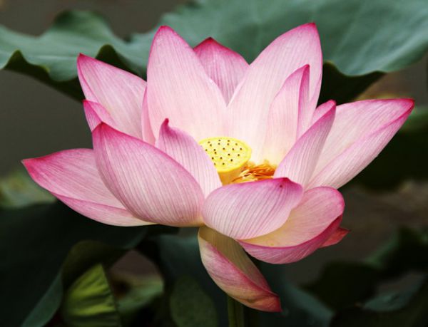 Flower: Lotus