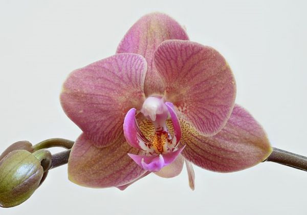 Flower: Orchid