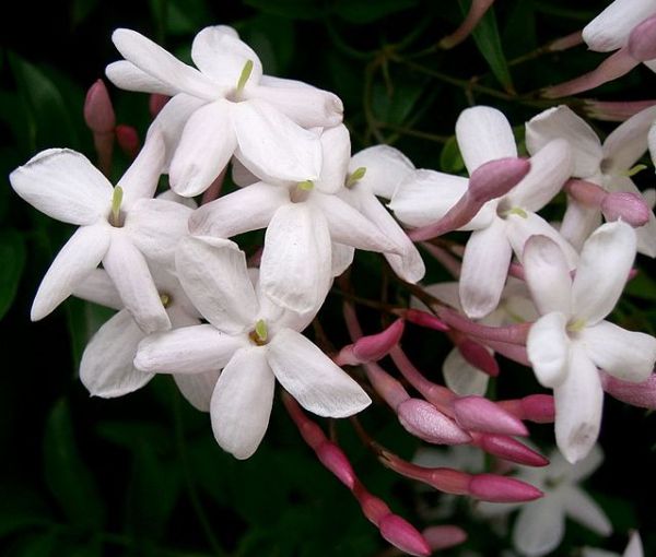 Flower: PinkJasmine