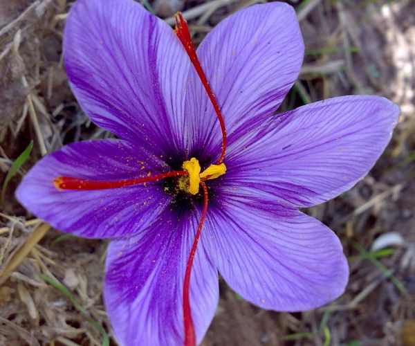 Flower: Saffron