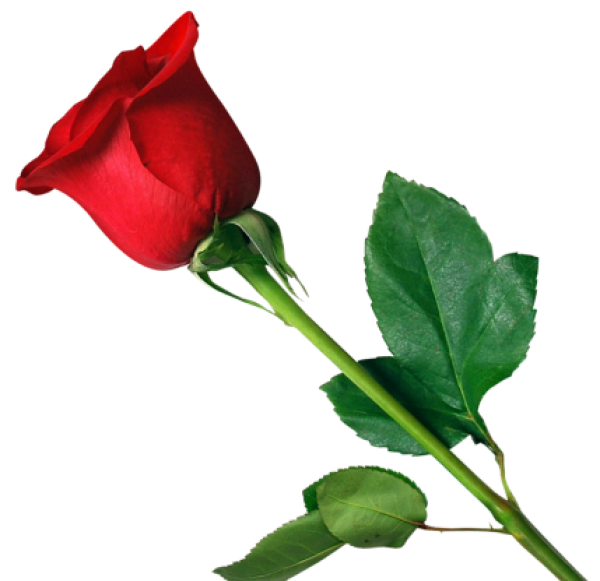 Flower: English Rose