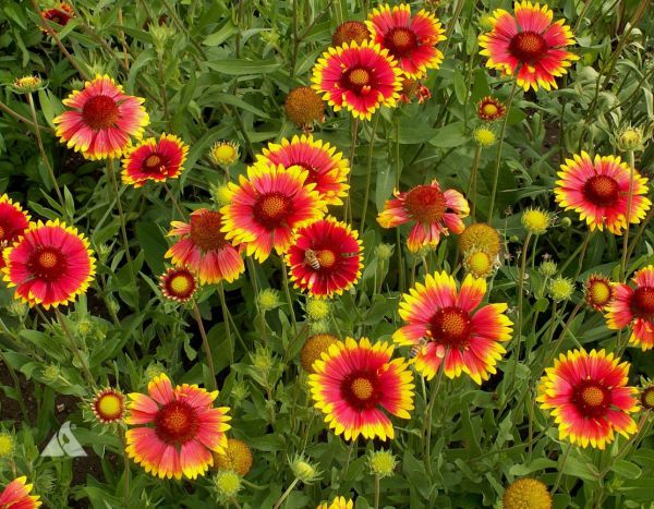 Flower: Gaillardia (Navrang)