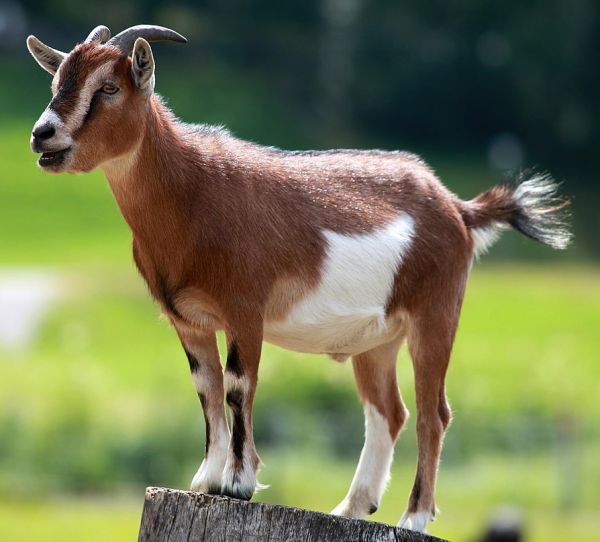 Goat