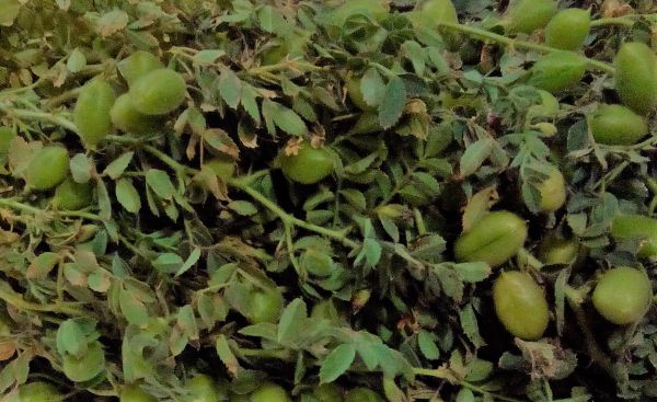 Gram (Chickpea) - Plant