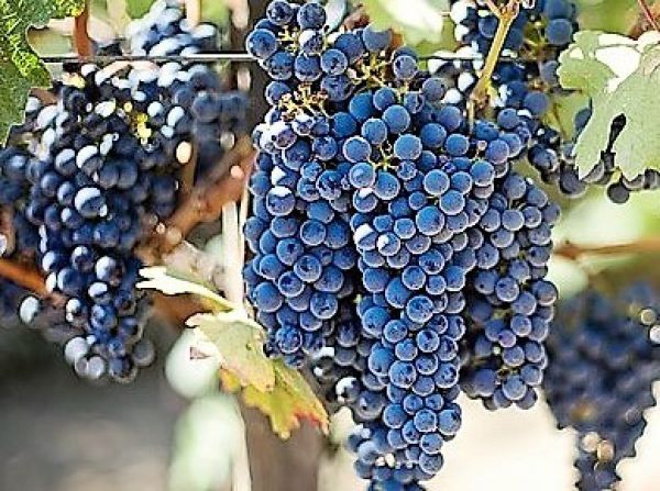 Grapes - Black - Fruit